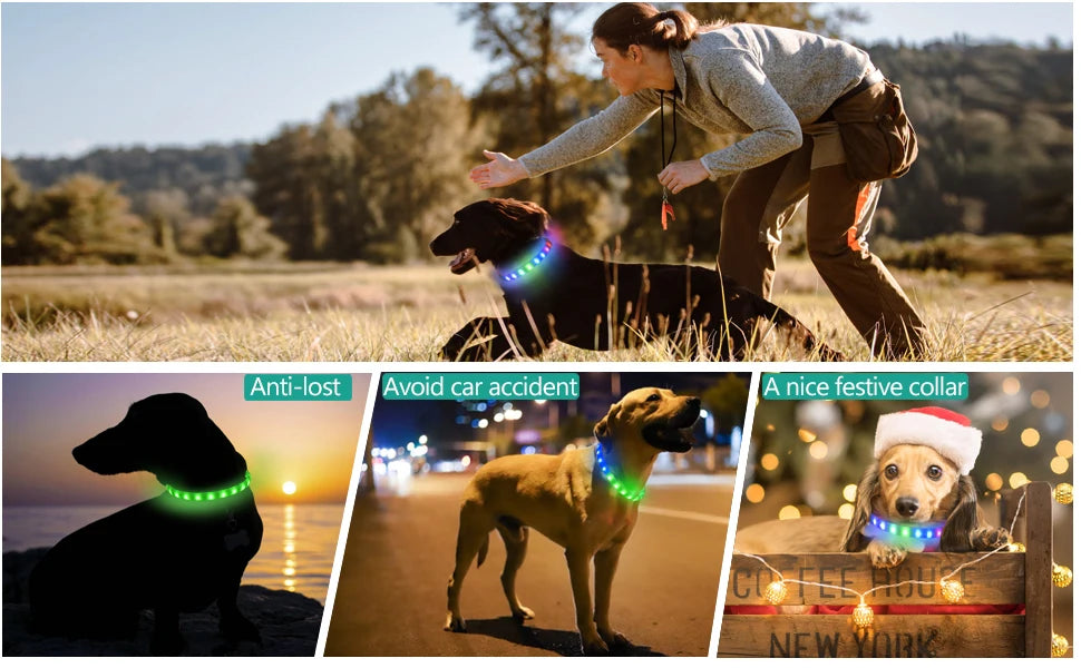 Collar LED Luminoso para Perros – Impermeable, Recargable USB, Seguridad Nocturna